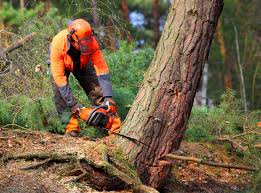 How Our Tree Care Process Works  in San Rafael, CA